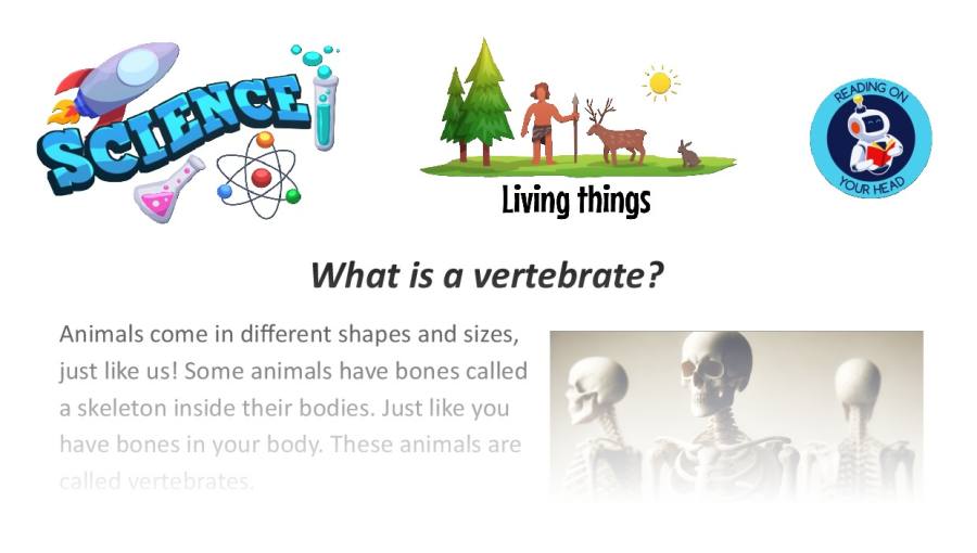 What is a vertebrate